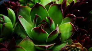 3 Rarest Succulents in the World