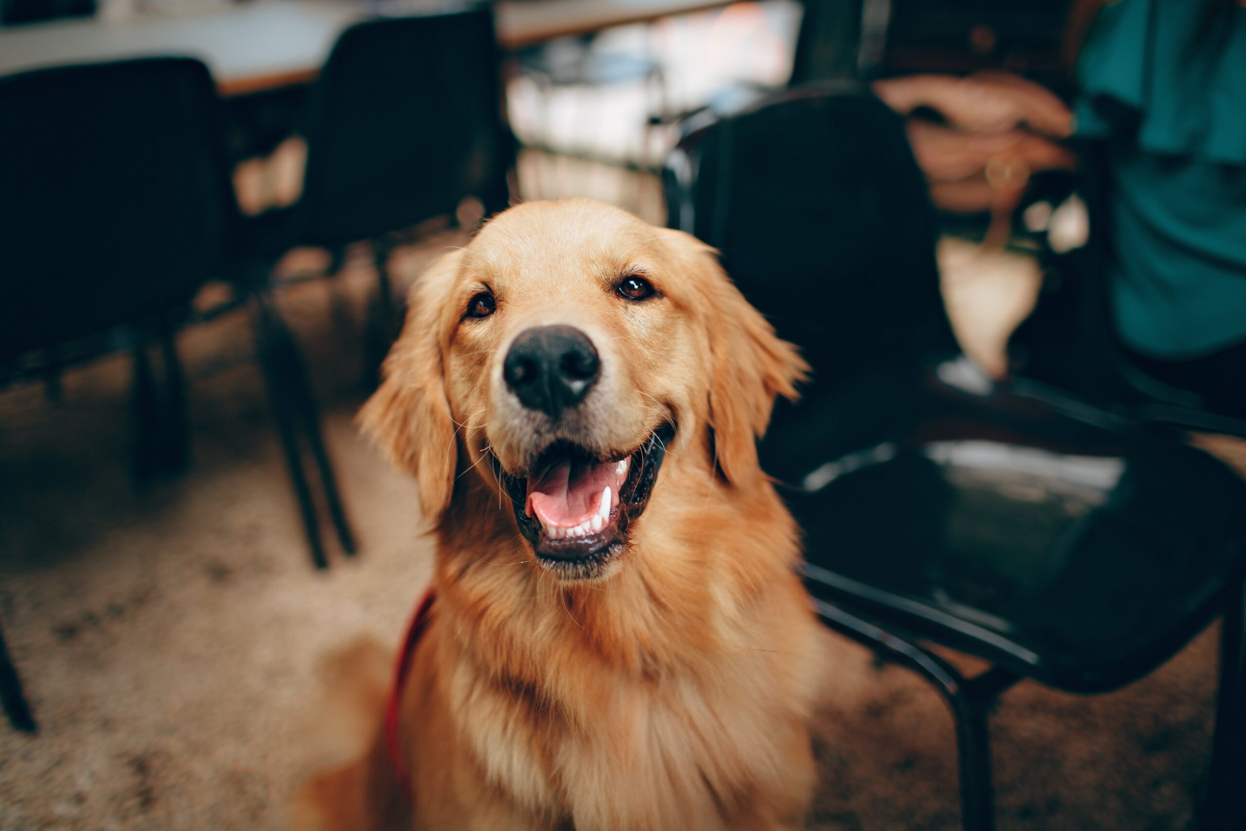 Can CBD Treats Cure Anxiety In Your Dog
