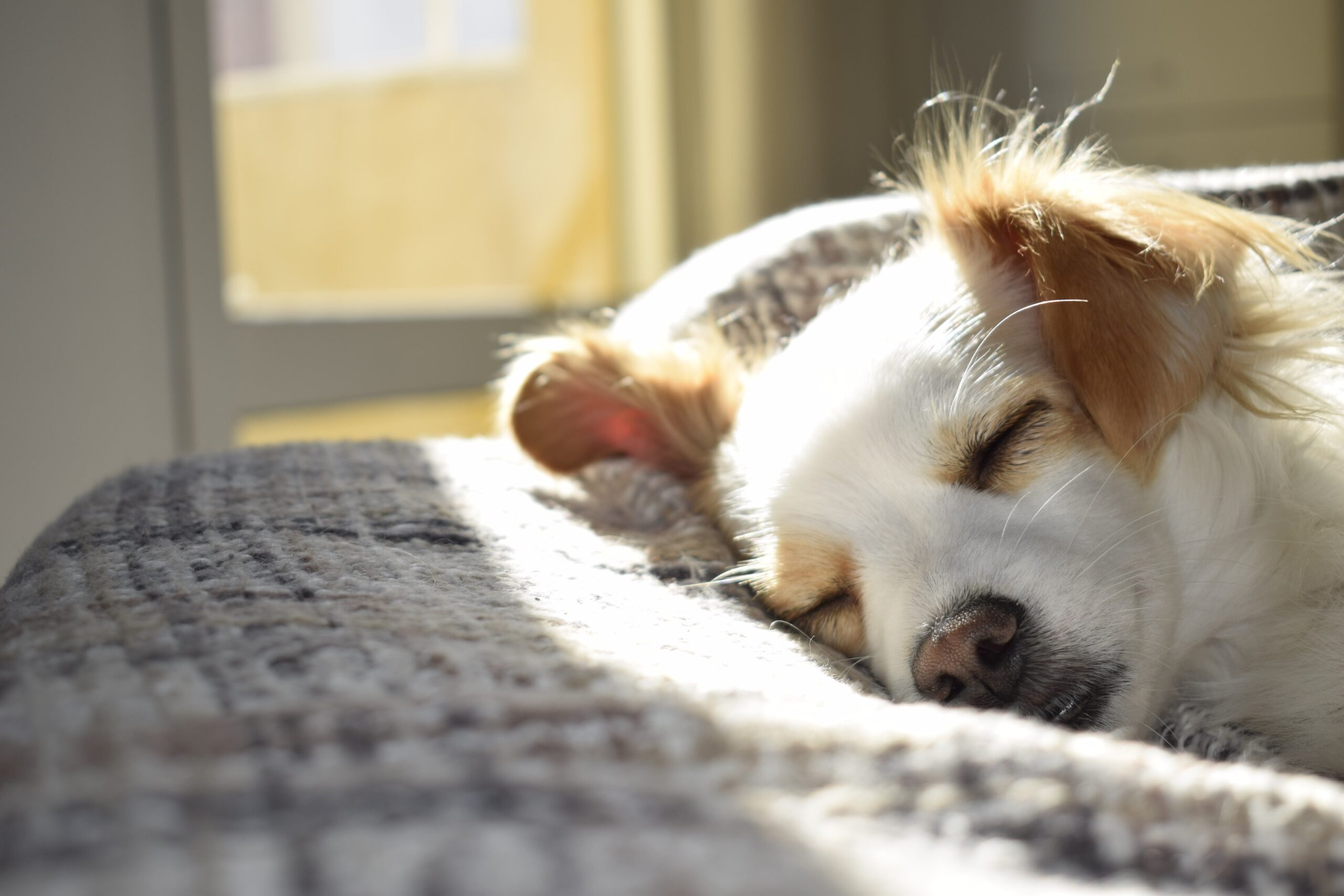 What CBD Oil Can Do For Anxious Dogs