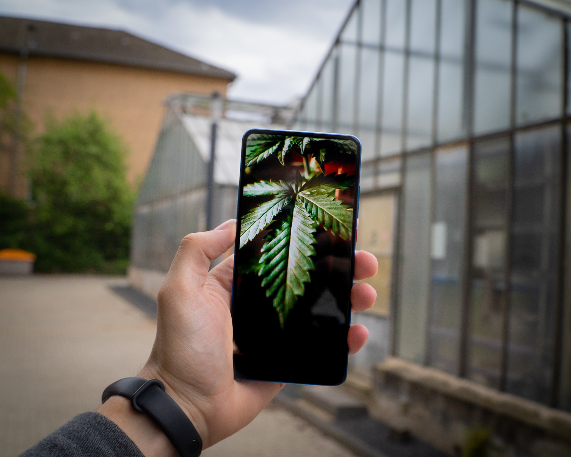 5 Reasons why a Smartphone is a useful tool when Growing Cannabis Seeds