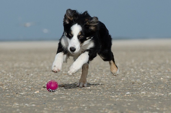 Best Dog Breeds For Active And Athletic People