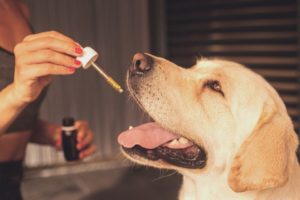 CBD For Your Dog