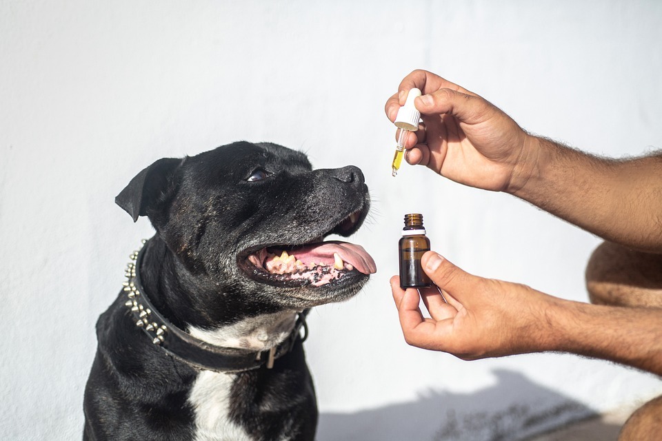 How To Use CBD For Dogs For Optimal Results
