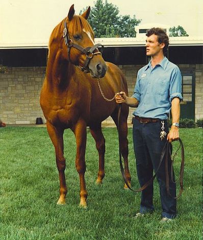 Affirmed-at-a-farm-in-1981