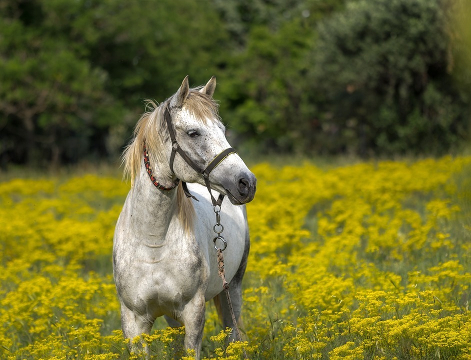 Can-CBD-Oil-Benefit-Horses