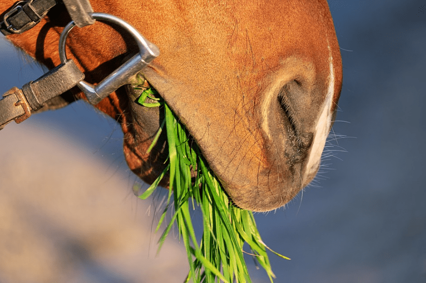 Food-Supplements-Basic-Horse-Care