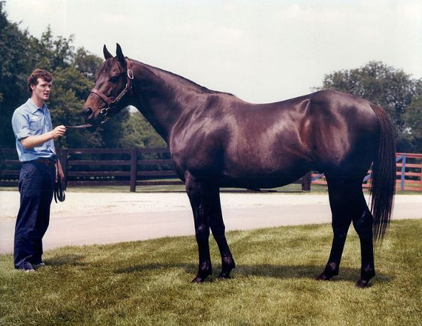 Seattle-Slew-at-Spendthrift-Farm-in-1981