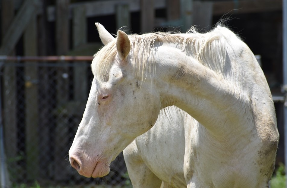 albino-horse-muddy-horse-skin-tired-and-teary-eyes