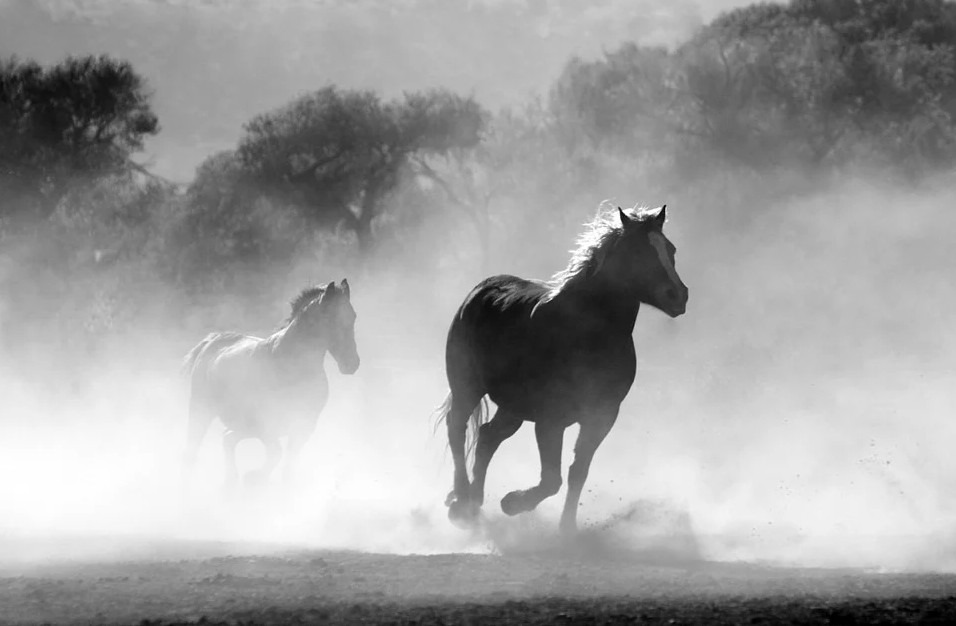 black-and-white-photo-of-running-horses
