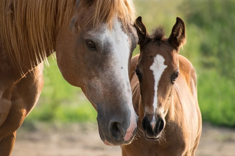 horse-and-young-horse