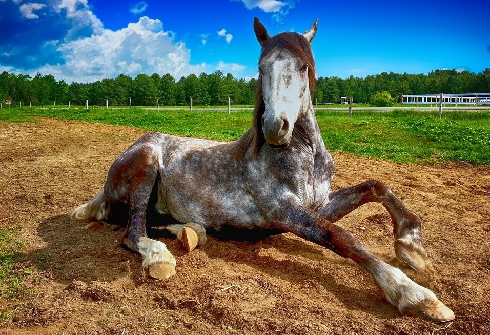 horse-laying-on-the-ground-green-grass-tall-trees