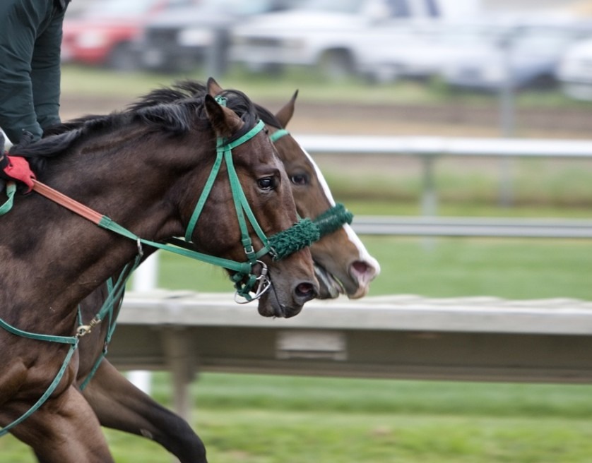 two-horses-running-horses-wearing-green-harness-race-track-in-the-background